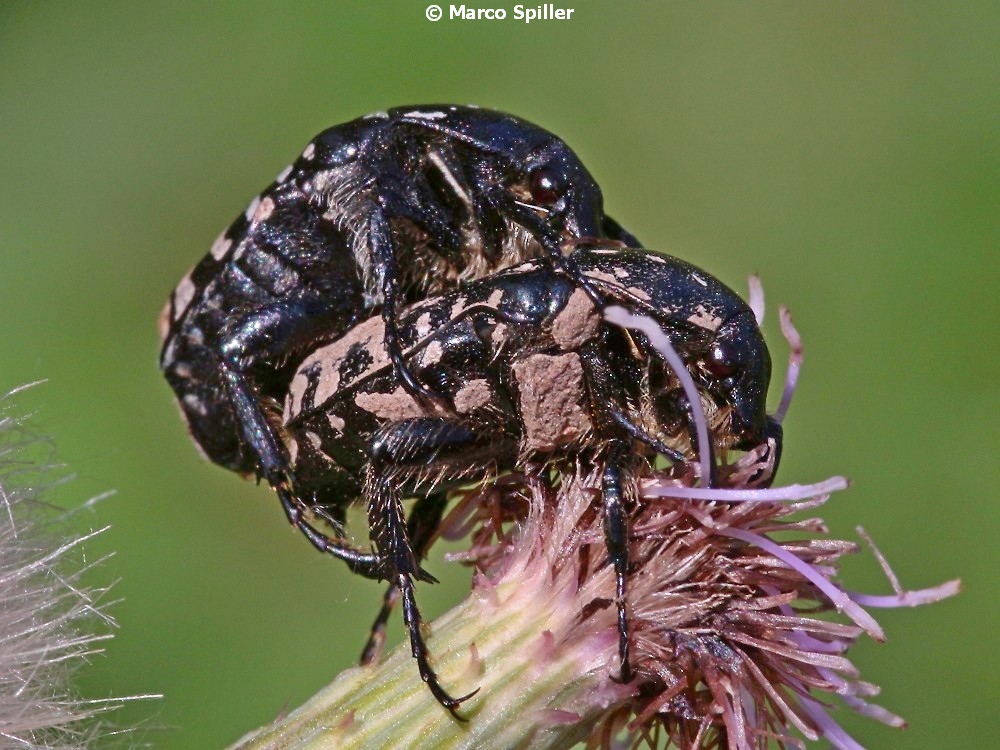 Oxythyrea funesta in accoppiamento.